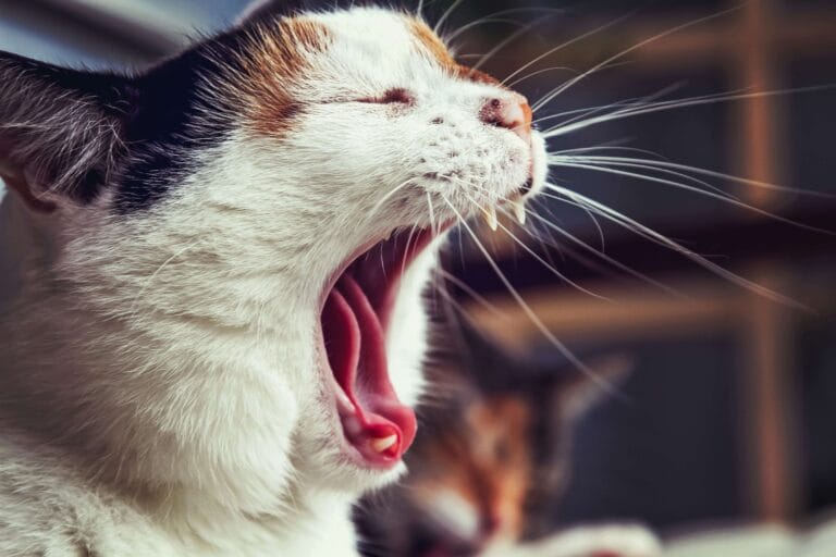 Why Are Yawns Contagious?